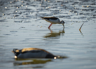 great crested grebe
