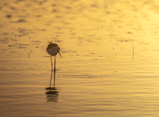heron at sunset