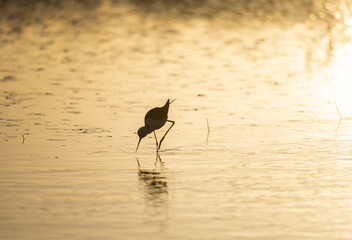 heron at sunset