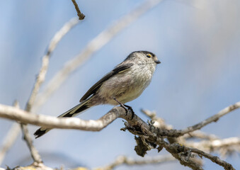 Fototapeta premium sparrow on a branch