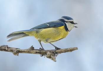 Naklejka premium yellow wagtail on a branch