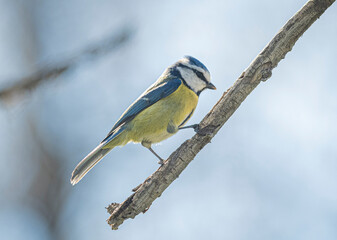 Fototapeta premium a woodpecker