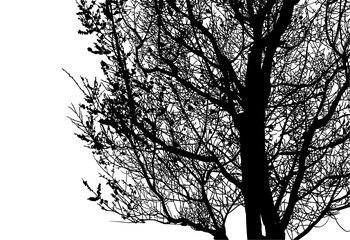 silueta arbol, arbusto, hojas, ramas, otoño, ilustracion, bosques, naturaleza, sequia, atmosfera