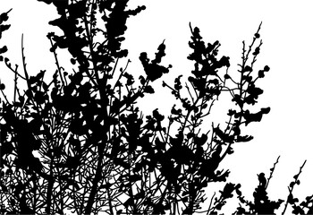 silueta arbol, arbusto, hojas, ramas, otoño, ilustracion, bosques, naturaleza, sequia, atmosfera
