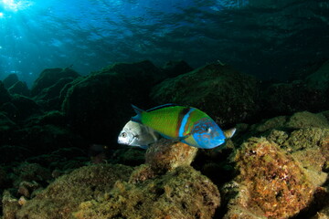 Fototapeta na wymiar A colourful greenish fish swims over the reef at the bottom of the ocean.