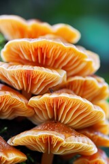 close up of orange mushroom