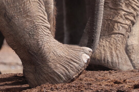 Elephant foot in it