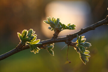 Young acacia leaves bloom from the buds in the rays of the bright spring sun.