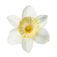 Delicate daffodil flower Isolated on a white background back view.
