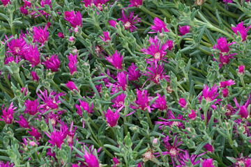 Colorful closeup on purple flowering South African trailing or hardy iceplant, Delosperma cooperi