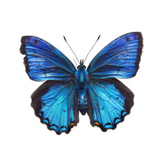 blue butterfly isolated on transparent background