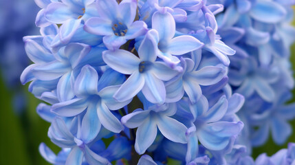 Zbliżenie na niebieski kwiat rośliny z gatunku hiacynt - obrazy, fototapety, plakaty