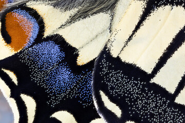 Details of a swallowtail butterfly, Papilio machaon.