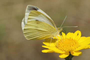 Closeup on a Southern Small White butterfly, Pieris mannii, on a yellow flower
