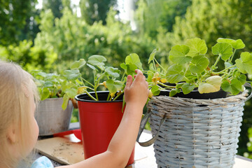 little child 4 years old, girl helps mom to transplant young pumpkin foliage, vegetables in garden, concept happy childhood in village, plant cultivation, gardening with nature, ecological concept