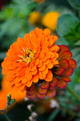 Zinnia