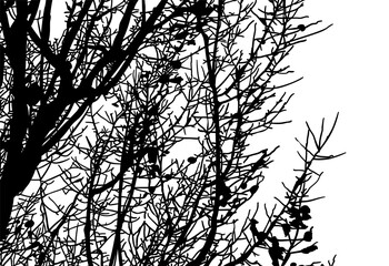 silueta arbol, arbusto, hojas, ramas, otoño, ilustracion, bosques, naturaleza, sequia, atmosfera