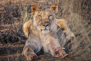 Lioness, Naankuse Region, Namibia