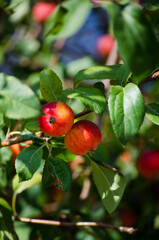 Small apples on a branch