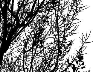 silueta arbol, arbusto, hojas, ramas, otoño, ilustracion, bosques, naturaleza, sequia, atmosfera