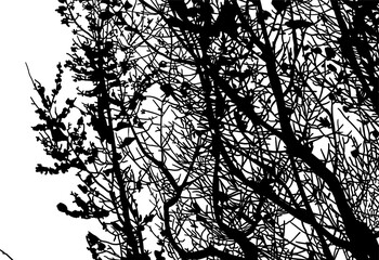 silueta arbol, arbusto, hojas, ramas, otoño, ilustracion, bosques, naturaleza, sequia, atmosfera