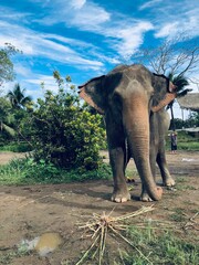 Thailand Elephant Chiang Mai