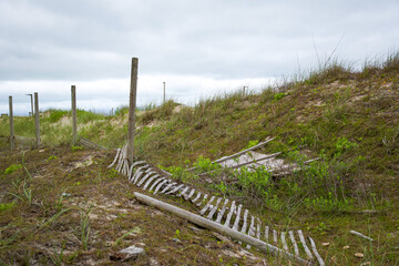 Beach dunes decaying fences