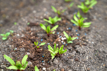 baby beetroot growing in the garden bed