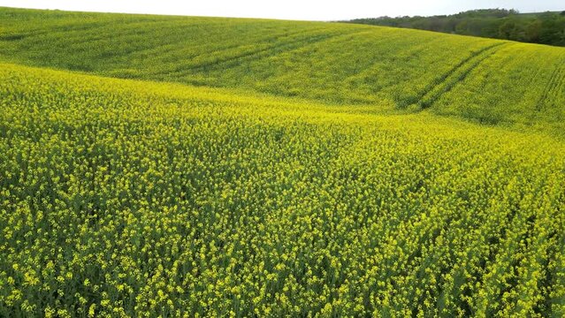 Rase motte sur le colza