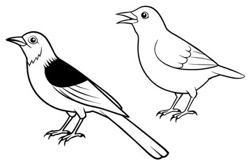birds-white-eye-babbling-thrush-laughing-thrush black-border vector illustration