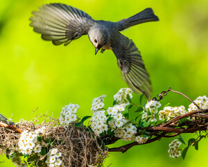 Tufted Titmouse Flying over Flowers on a VIne