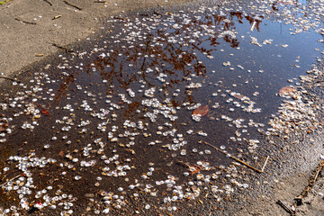 平岡公園の梅（北海道札幌市清田区）