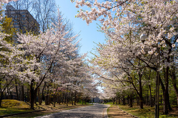 桜さく中島公園（北海道札幌市中央区）