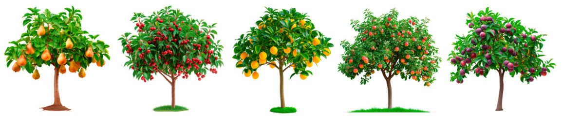 A big bundle of different trees isolated on a white or transparent background. A close-up of a trees with fruits. A graphic design element on the theme of nature and tree care.