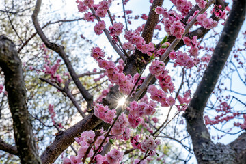 平岡公園の梅（北海道札幌市清田区）