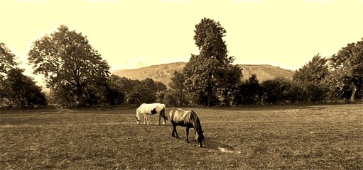 Sepia tones lend a vintage ambiance to the serene vista of two horses grazing in the vast, tranquil...