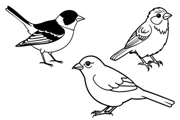 timalia-sibia-fulvetta-parrotbill vector-illustration 