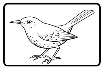 timalia-sibia-fulvetta-parrotbill vector-illustration 