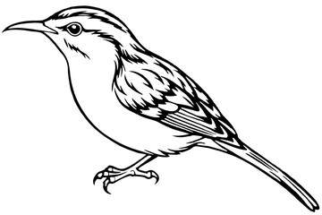 sketch of a bird &-treecreeper-vector-illustration