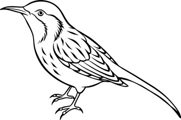 sketch of a bird &-treecreeper-vector-illustration