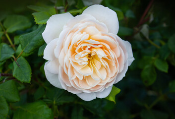 Light pink and peach color English Rose Juliet flower in a garden. Idea for postcards, greetings,...