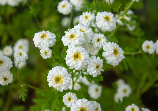 White Chrysanthemum Parthenium Flower in the garden. Feverfew white flowers blooming in spring.
