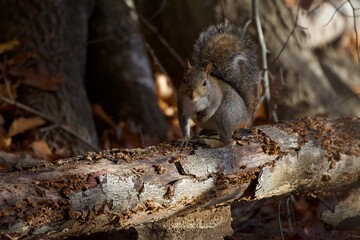 Squirrel in the fall