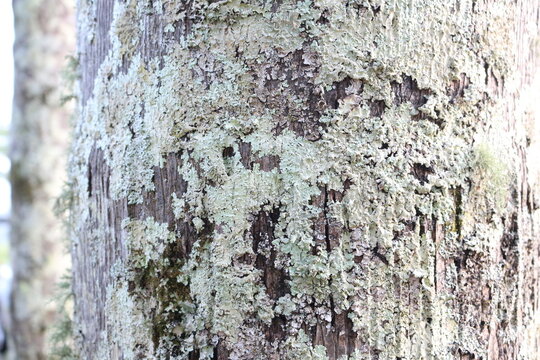 texturas na natureza &aacute;rvores montanhas e madeiras