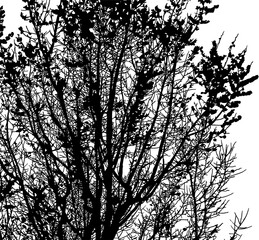 silueta arbol, arbusto, hojas, ramas, otoño, ilustracion, bosques, naturaleza, sequia, atmosfera