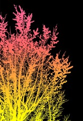 silueta arbol, arbusto, hojas, ramas, oto&ntilde;o, ilustracion, bosques, naturaleza, sequia, atmosfera