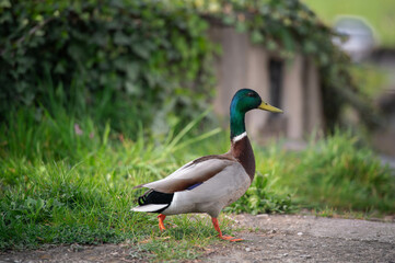 duck on the grass
