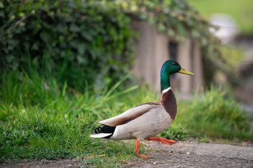 Obraz premium wild duck in the park