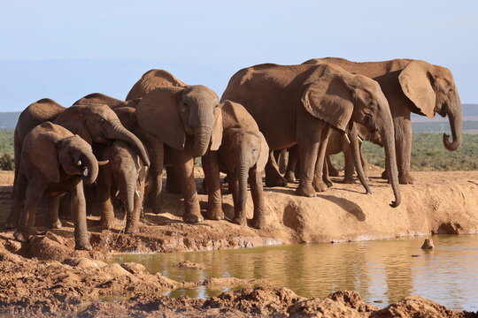 elephant troup