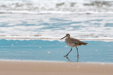 Willet bird on the beach
